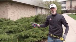 How to Trim Your Shrubs  FVTC Horticulture Instructor Chuck Stangel [upl. by Moulton145]