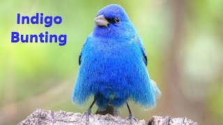 Indigo Bunting Mini Documentary [upl. by Nerb]