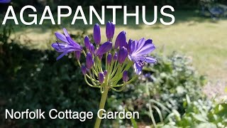 Agapanthus  How To Grow Agapanthus Plants [upl. by Ayotol]