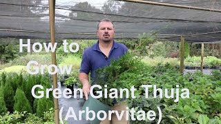 How to grow Green Giant Thuja Arborvitae with detailed description [upl. by Munmro742]