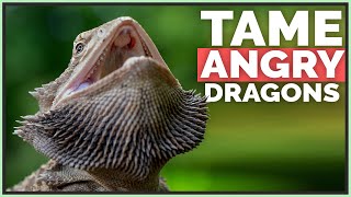 How I Tame Angry amp Scared Bearded Dragons [upl. by Erinna]