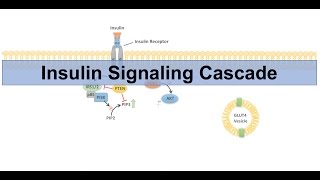 Insulin Signaling Cascade and Downstream Effects  Biochemistry Lesson [upl. by Holladay]