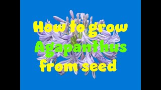 Growing agapanthus from seed [upl. by Jill]