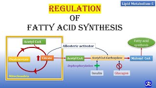 5 Regulation of Fatty Acid synthesis  Lipid Metabolism5  Biochemistry  NJOY Biochemistry [upl. by Evita]