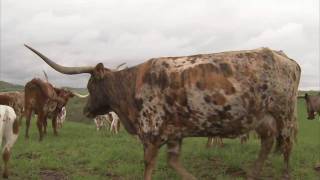 Longhorn Cattle in Ohio  Americas Heartland [upl. by Crutcher23]