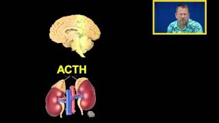 Cortisol and Glucocorticoids [upl. by Alemahs735]