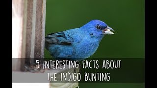 5 Interesting Facts About the Indigo Bunting [upl. by Lehsar]