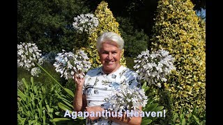 Get Gardening Agapanthus Heaven [upl. by Boylston]