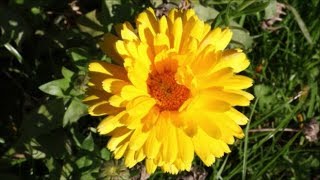 How to Grow Calendulas from Seed [upl. by Aernda]