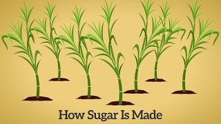 How Cane Sugar Is Made [upl. by Couture418]