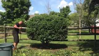 Pruning A Big Holly Shrub [upl. by Imekawulo]