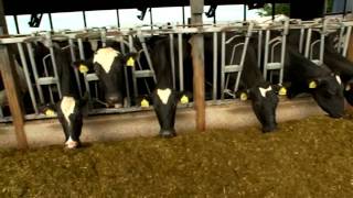 Dairy Farming Documentary [upl. by Alec303]