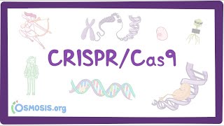 Crispr Cas9 Genome Editing System [upl. by Ymmit]