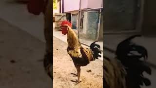 Funny Rooster [upl. by Arolf]