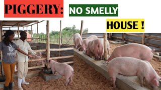 How To Make NoSmell PIG HOUSE Backyard Piggery Very Clean Method NO FLIES AND NO SMELL [upl. by Nilsoj]