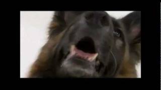 Dogs 101  German Shepherd [upl. by Je]