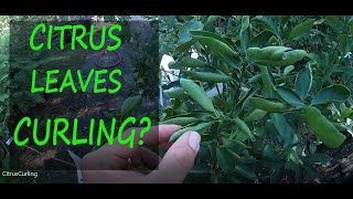 2 Reasons Why Your Citrus Leaves Are Curling  Leaf Curl [upl. by Arie84]