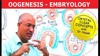 Oogenesis  Gametogenesis  Embryology🩺 [upl. by Kristine]