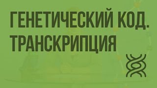 Генетический код Транскрипция Видеоурок по биологии 10 класс [upl. by Atinar]