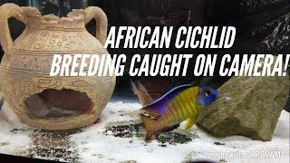 African Cichlids Breeding  The 3 Stages  Caught In The Act [upl. by Rivi140]