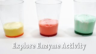 Explore Enzymes  STEM Activity [upl. by Adniralc]