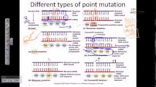 Genetic mutation DNA mutation point mutation [upl. by Cart785]