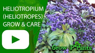 Heliotropium  grow amp care Heliotrope [upl. by Bently576]