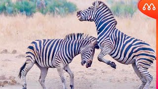 O ACASALAMENTO DAS ZEBRAS [upl. by Rosenkranz]