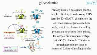 glibenclamide [upl. by Renie]