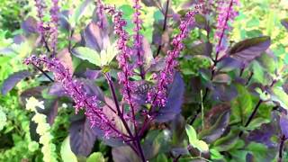 Holy Basil Tulsi Varieties Krishna Kapoor Vana Americanum Lemon [upl. by Anim]