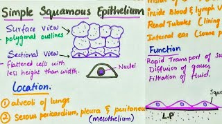 Simple Squamous Epithelium  Location  Function [upl. by Ijok401]