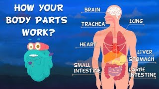 How Do Your Body Parts Work  Non Stop Episodes  The Dr Binocs Show  PEEKABOO KIDZ [upl. by Ajtak]