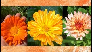 Calendula Health Benefits and Uses [upl. by Minsk]