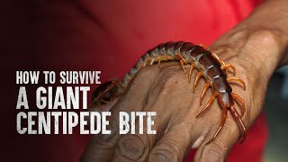 How to Survive a Giant Centipede Bite [upl. by Norda]