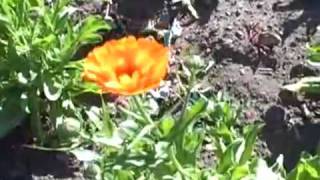 Growing calendula Calendula Officinalis [upl. by Inimod]