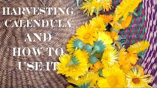 Harvesting Calendula PLUS 6 Ways on How to Use Calendula [upl. by Mccollum]