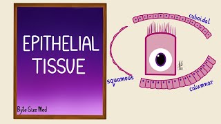 Epithelial Tissue  Epithelial cells  Classification  Histology [upl. by Emearg]