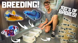 How to Breed Bettas in Tubs Super Easy [upl. by Amarillas97]