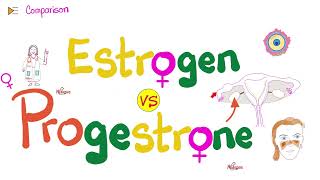 Estrogen amp Progesterone  Source Metabolism Structure amp Function [upl. by Nivrad]