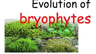 Plant evolution  bryophytes evolution [upl. by Eimaj]