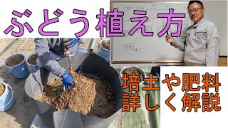 家庭菜園でも出来る葡萄の育て方【苗木の植付】素晴らしい葡萄樹になってもらうため、上手に植付けする。ナガノパープル・シャインマスカット。人生100年時代を葡萄農家として頑張る！ [upl. by Atinat]