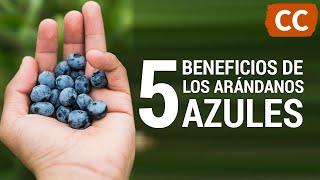 5 Beneficios de los Arándanos Azules  Ciencia de la Comida [upl. by Storfer]