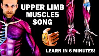 UPPER LIMB MUSCLES SONG Learn in 6 Minutes [upl. by Anertac]