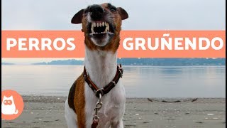 Perros gruñendo  Growling dogs [upl. by Are]