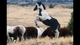 Wild Horses  Mustangs of Oregon [upl. by Kristos57]