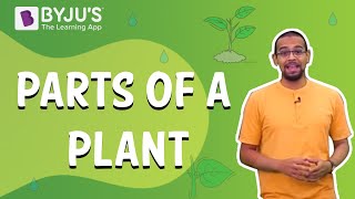 Parts of a Plant  Learn with BYJUS [upl. by Havard]