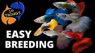 Top 10 Easiest Fish To Breed in a HOME Aquarium [upl. by Unni999]