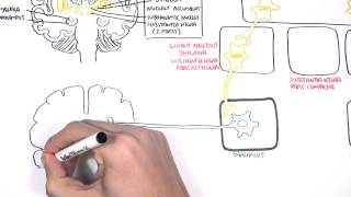 Parkinsons Disease Shaking Palsy  Clinical Presentation and Pathophysiology [upl. by Nolly]