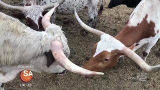 Learn some fun facts about Longhorns [upl. by Nalym]