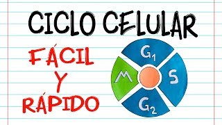 🌐 CICLO CELULAR 🔬 Fácil y Rápido  BIOLOGÍA [upl. by Asen842]